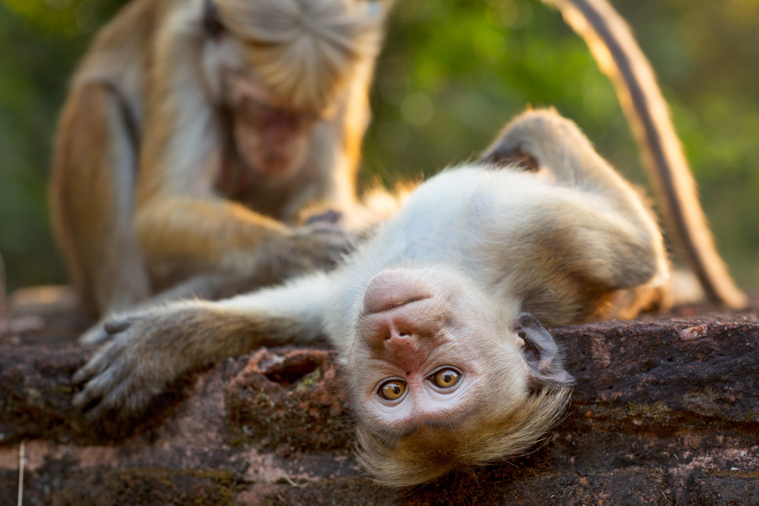 Monkey Kingdom