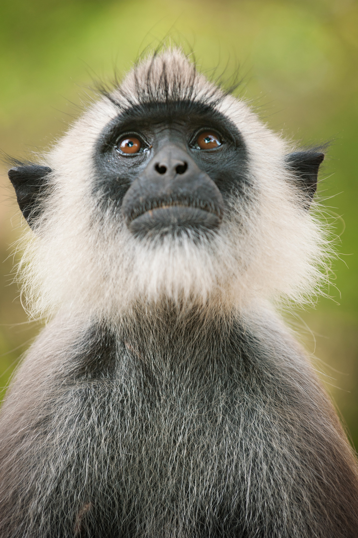 Monkey Kingdom