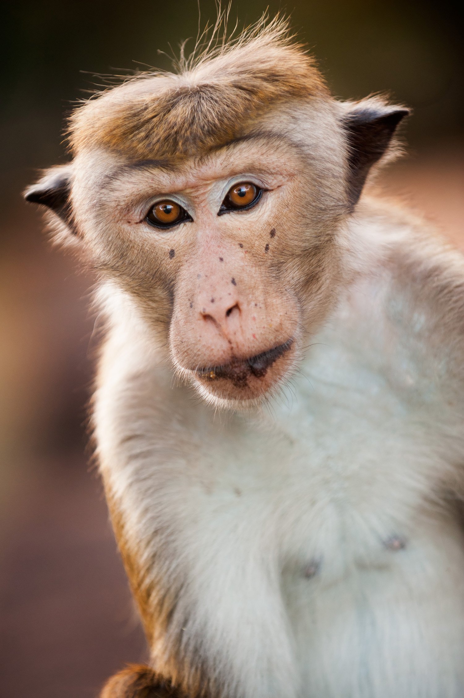 Monkey Kingdom