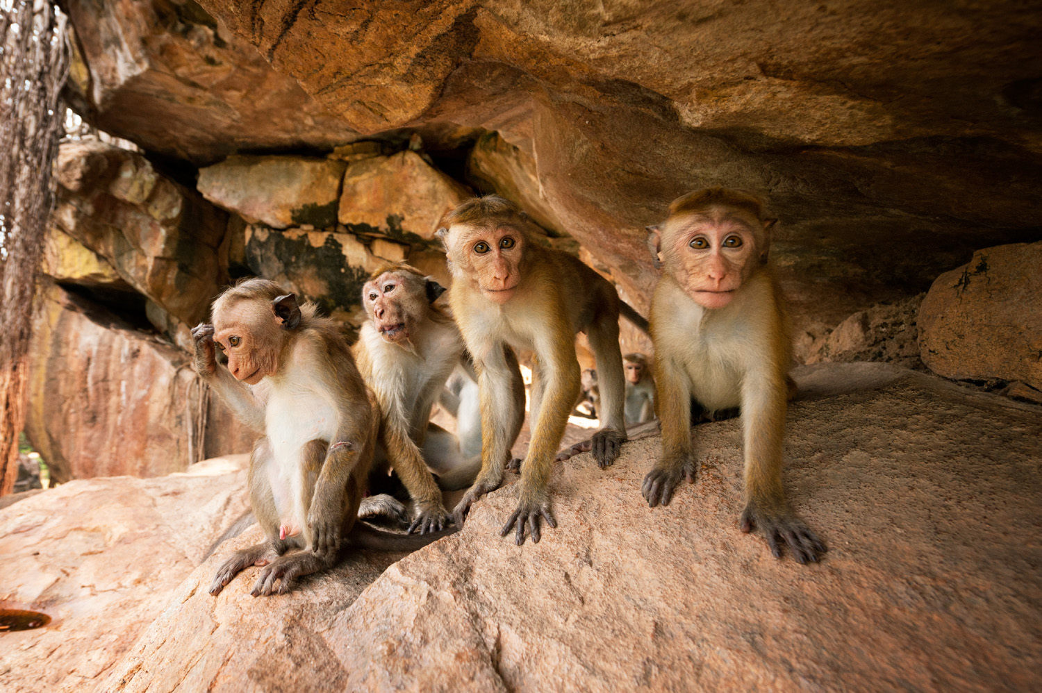 Monkey Kingdom