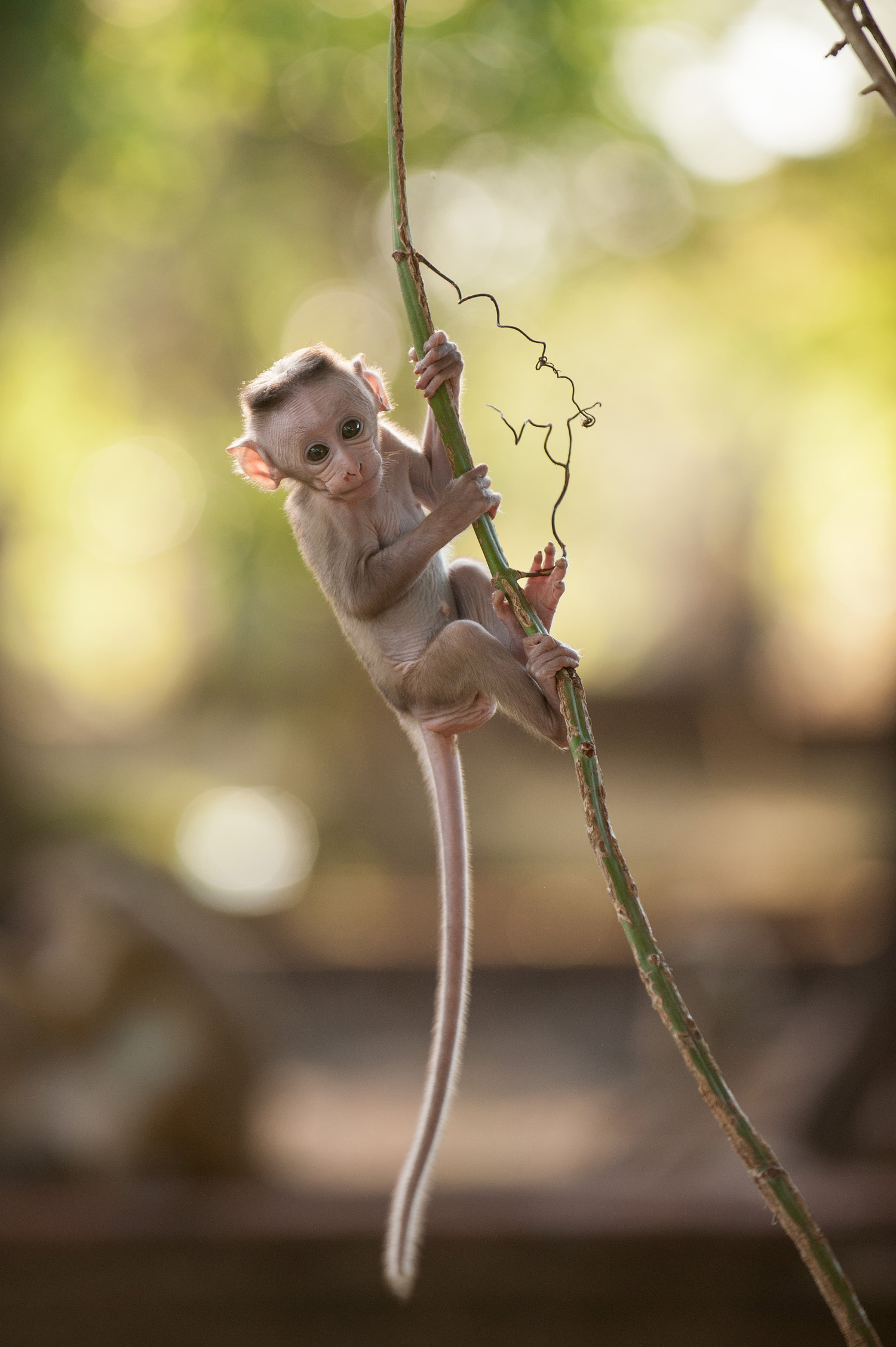 Monkey Kingdom
