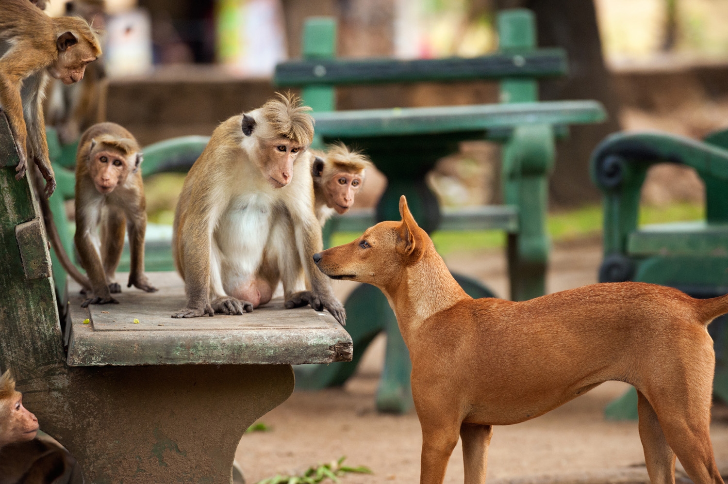 Monkey Kingdom