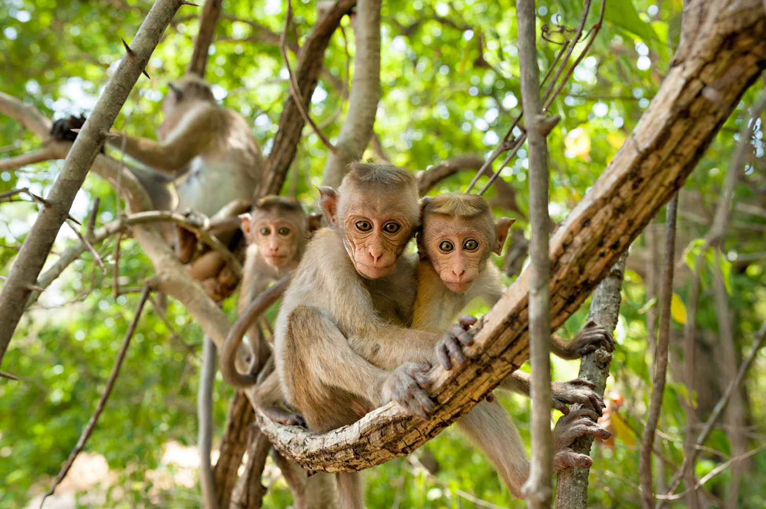 Monkey Kingdom