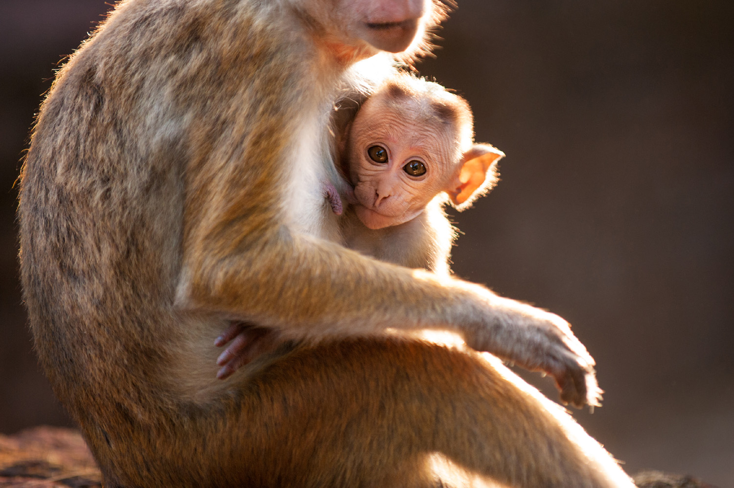 Monkey Kingdom