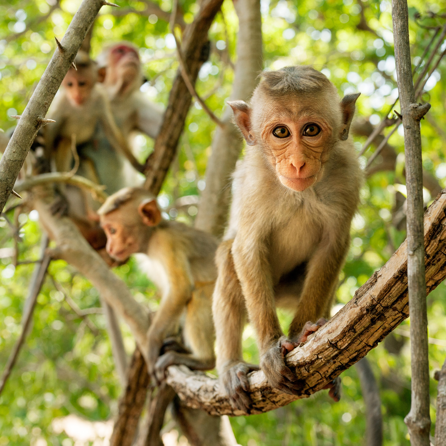 Monkey Kingdom