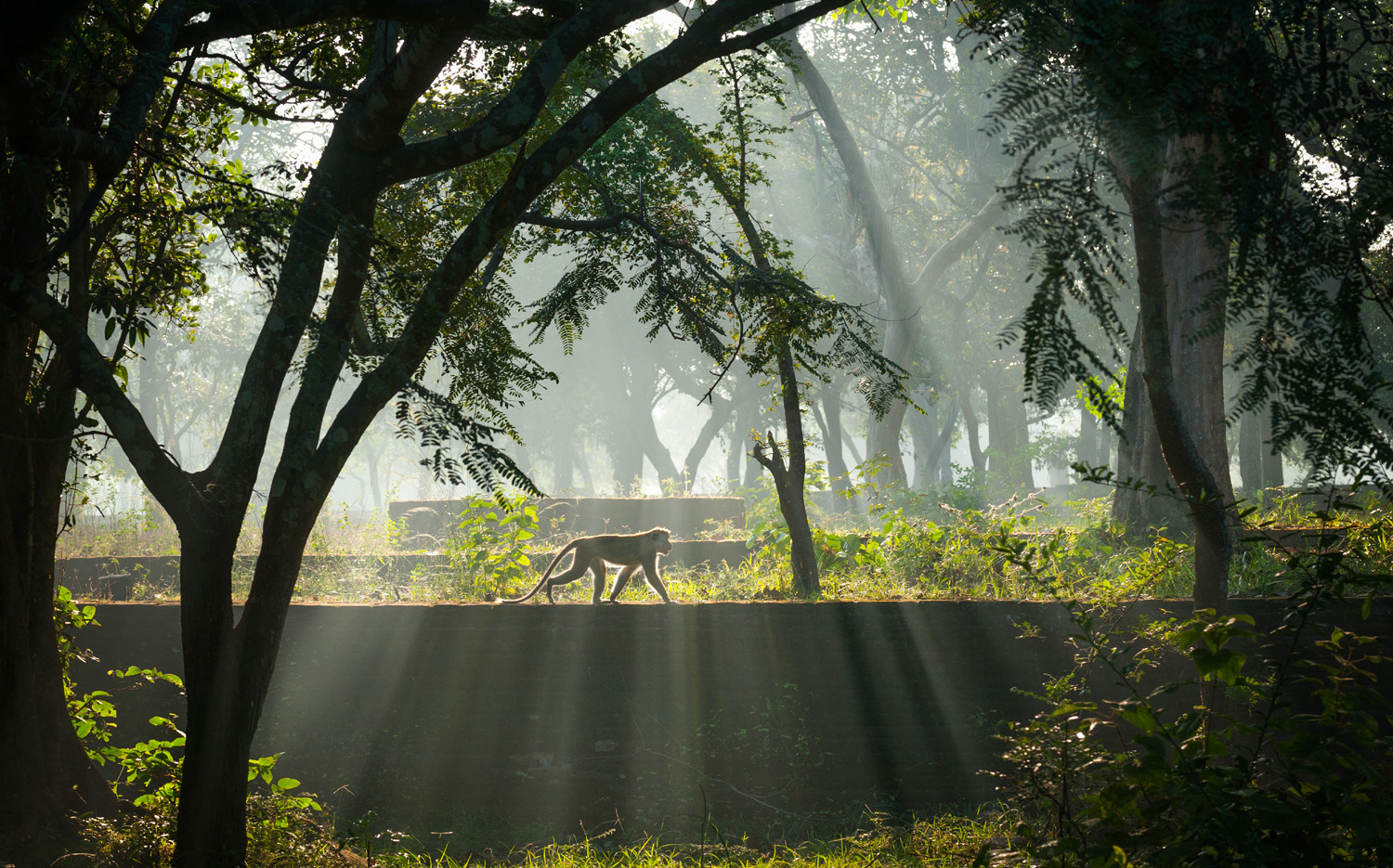Monkey Kingdom