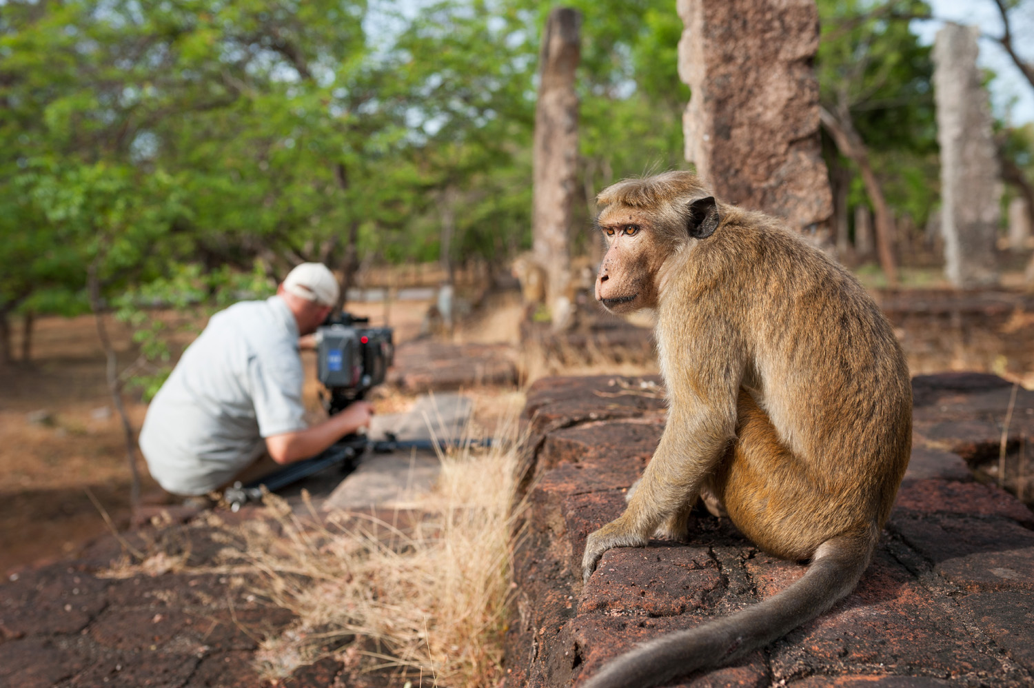 Monkey Kingdom