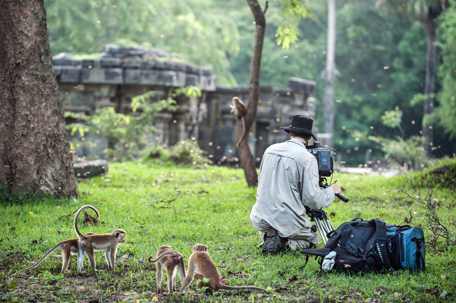 Monkey Kingdom